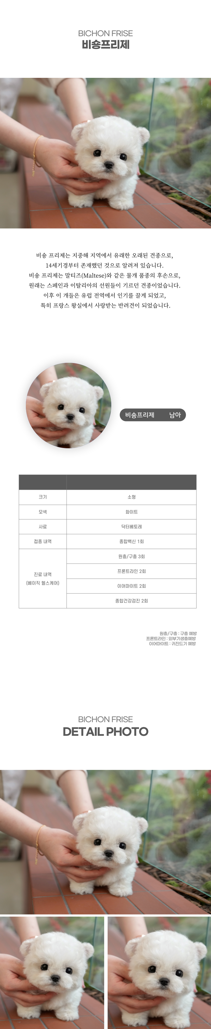 미니비숑_상세이미지_2